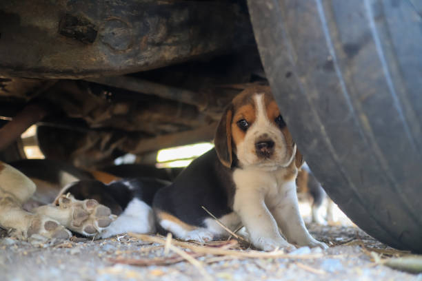 szczeniak rasy beagle leżący pod samochodem. - dog lying down tired street zdjęcia i obrazy z banku zdjęć