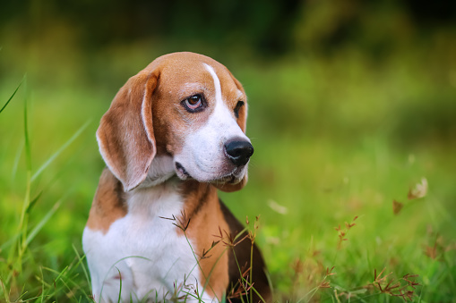 Portrait of a cute beagle dog sitting on the green grass out door in the field. Focus on face,shallow depth of field.
