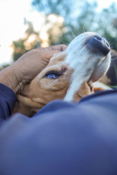 istock An adorable beagle dog sleeping on the owner's belly. 1788526935