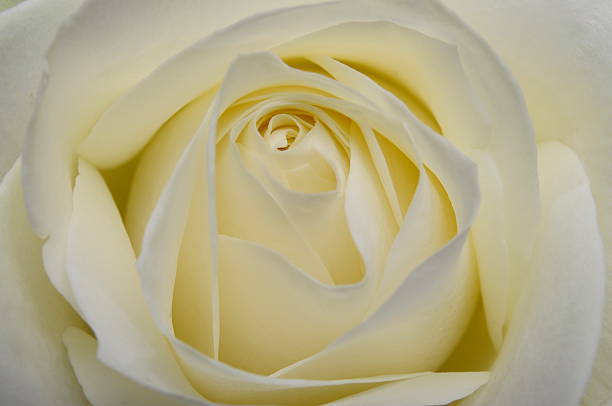 istock Macro of white rose flower 178852753