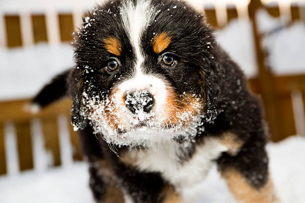バーニーズマウンテンドッグ人形は sniffing カメラ - dog snow bernese mountain dog paw ストックフォトと画像