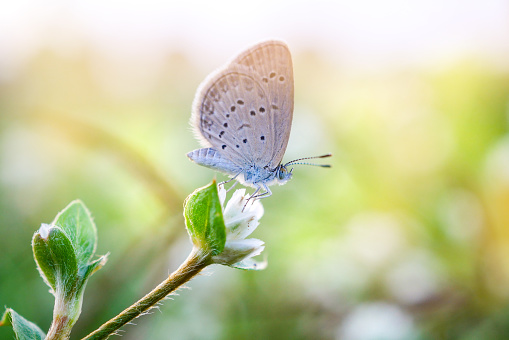 A small gray butterfly perched on a tiny white wild flower, background blurred , shallow depth of field focus.