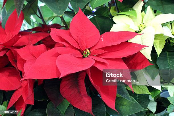 Red Poinsettia Stock Photo - Download Image Now - Beauty In Nature, Celebration Event, Flower