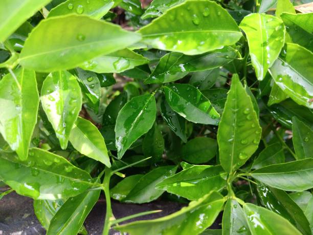 gouttes de pluie sur les feuilles d’agrumes avec des épines - grapefruit citrus fruit water fruit photos et images de collection