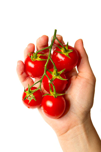 Woman hand holding fresh cherry tomatoes on white.