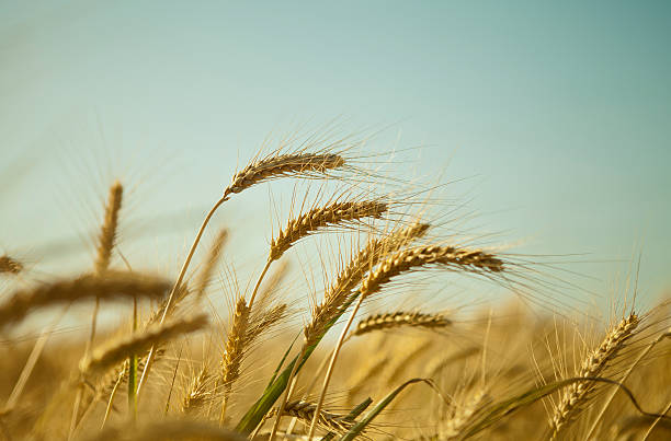 istock yellow ripe ears of wheat 178853069