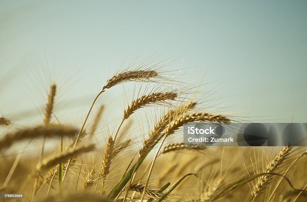 Orelhas de trigo maduro Amarela - Foto de stock de Agricultura royalty-free