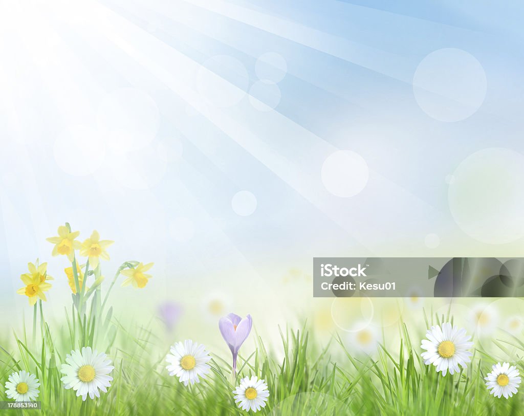 Fundo Floral - Royalty-free Argyranthemum Foto de stock