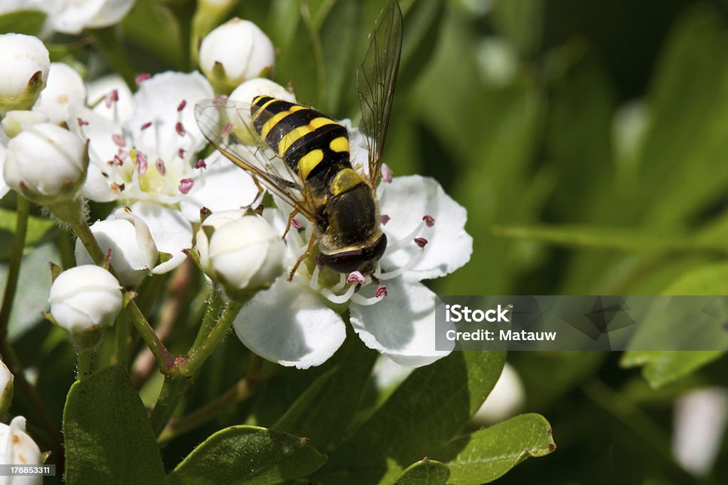 Sirfido en flor de Hawthorn - Foto de stock de Alimentar libre de derechos