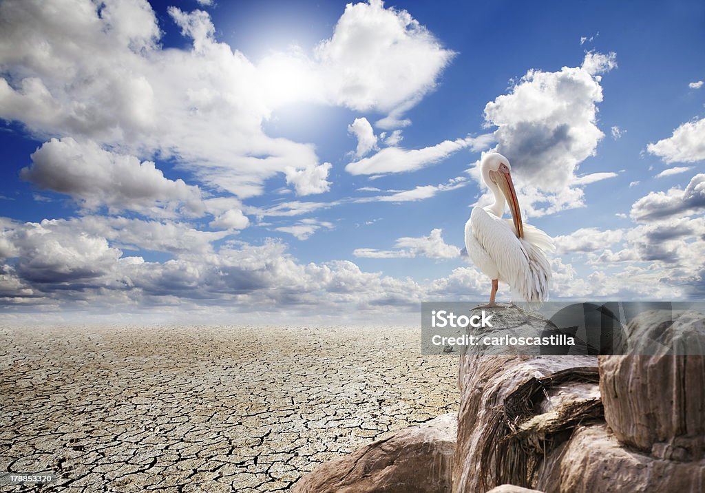 ecosystem destruction,dry lake Desert landscape and pelican on a rock Africa Stock Photo