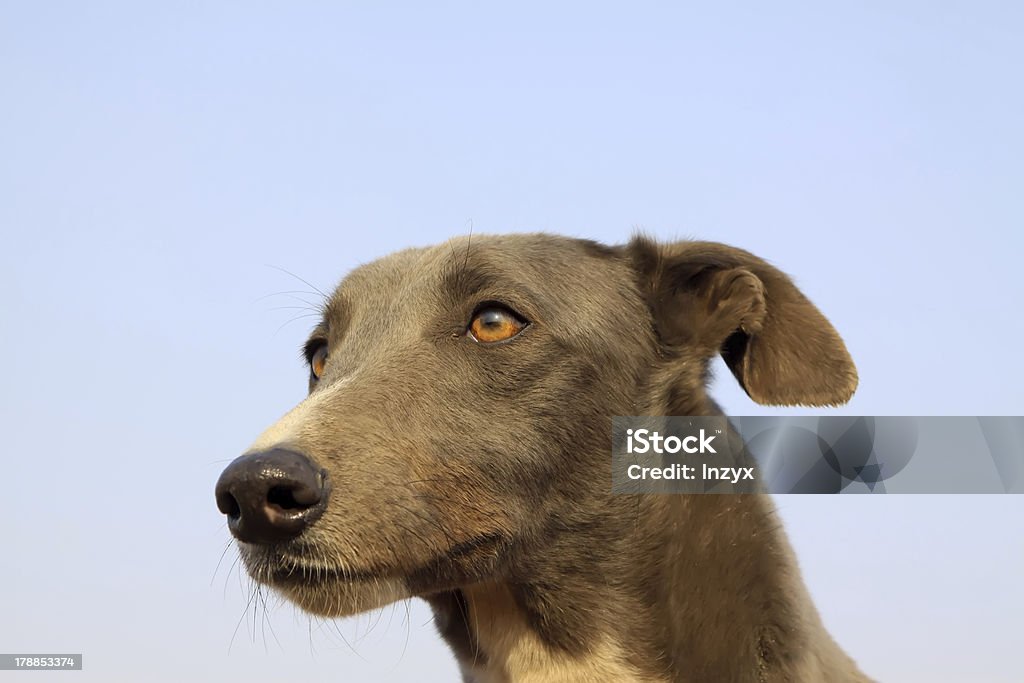 Verde perros - Foto de stock de Aire libre libre de derechos