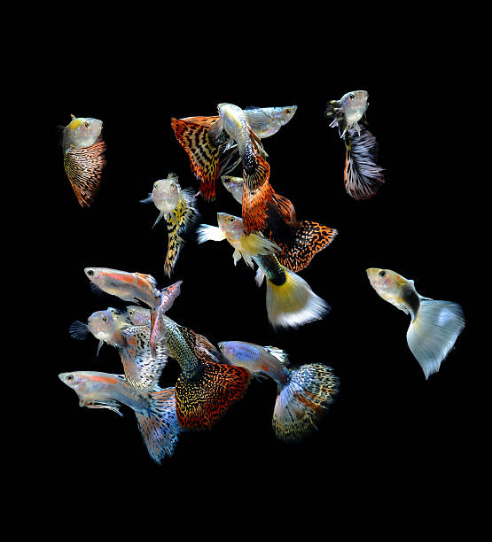 istock fish guppy pet isolated on black background 178853463