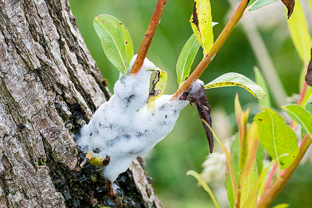 Cuckoo spit from Froghopper stock photo