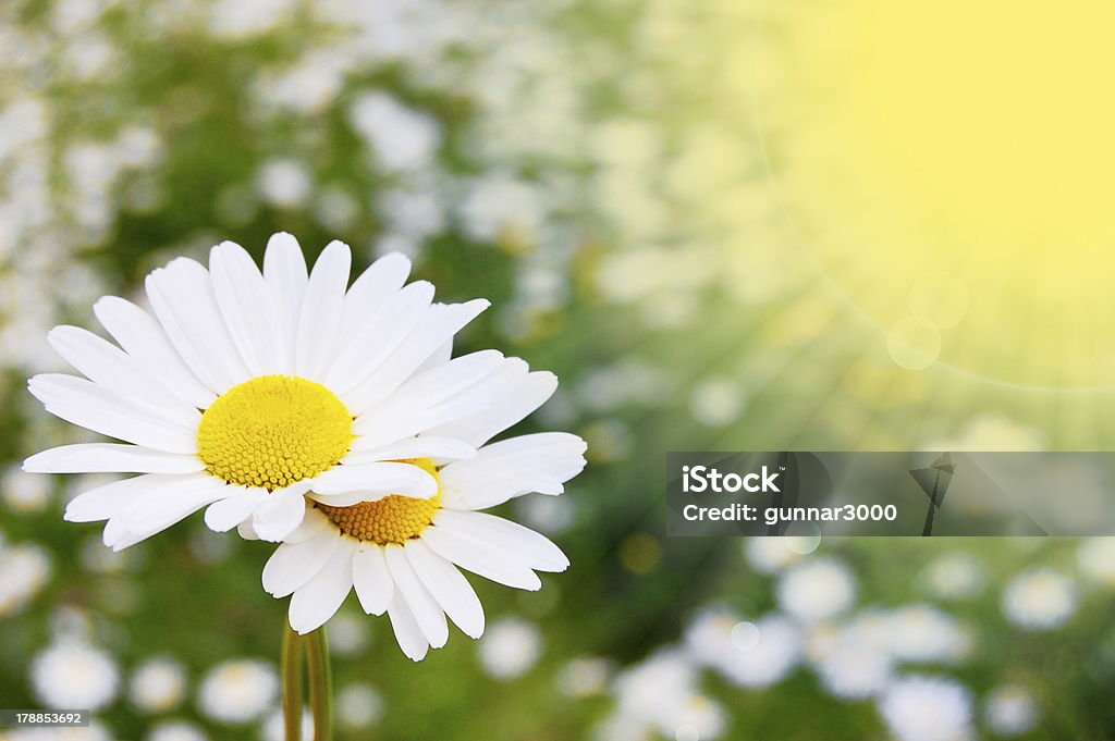 Margarida flores em um campo de verão - Foto de stock de Agricultura royalty-free