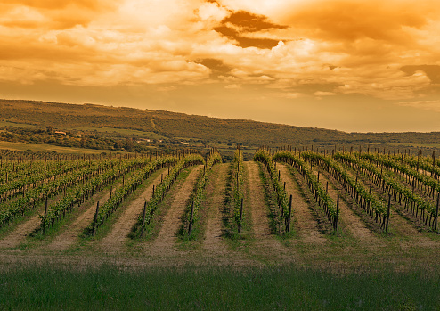 green vineyard under a cloudy sky at sunset