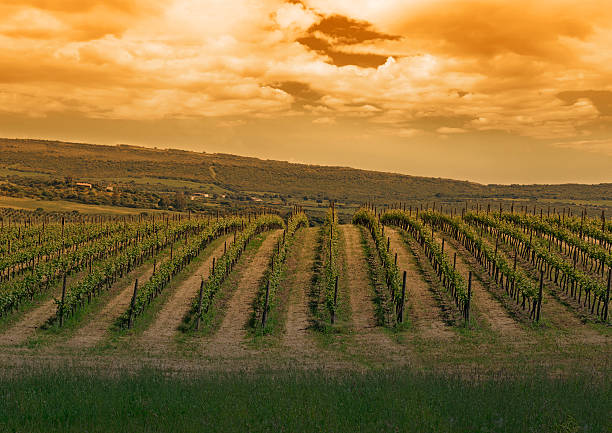 vineyard and clouds at sunset green vineyard under a cloudy sky at sunset sardinia vineyard stock pictures, royalty-free photos & images