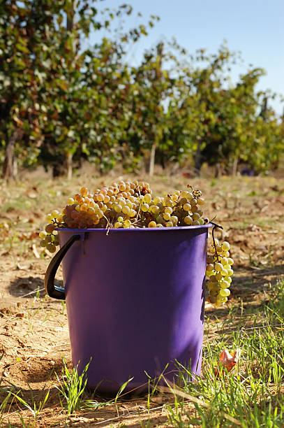 istock harvest of white grape 178853856
