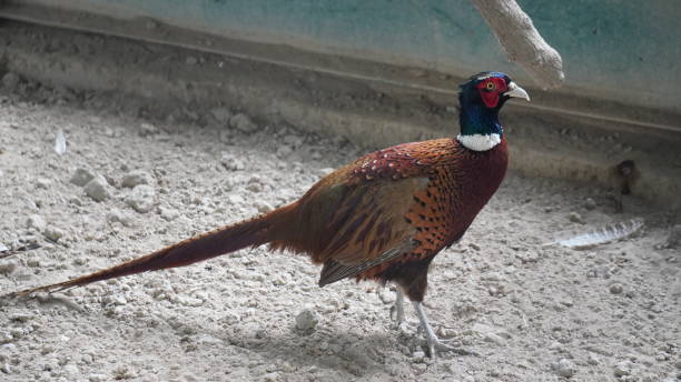 istock Pheasant birds top beautifull birds 1788539472