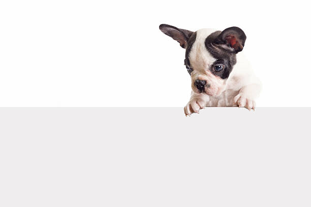 istock French bulldog puppy with white board 178854091