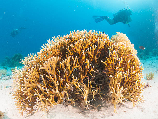istock Diver on tropical coral reef 178854121