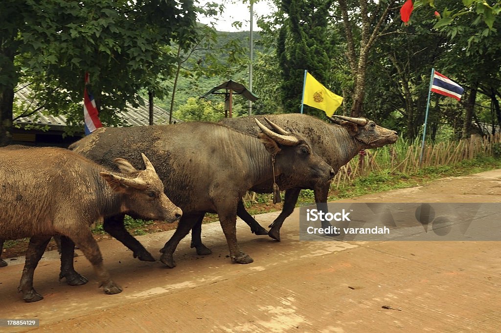 Тайский buffaloes в Muser village - Стоковые фото Азия роялти-фри