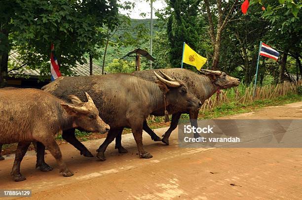 Тайский Buffaloes В Muser Village — стоковые фотографии и другие картинки Азия - Азия, Американский бизон, Большой