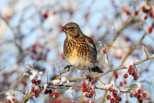 istock Fieldfare, Turdus pilaris 178854376