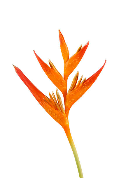 istock Heliconia flower isolated on white background 178854420