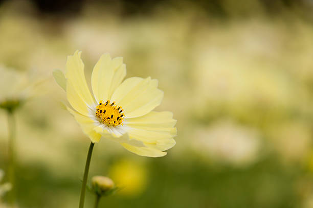 Yellow Flower stock photo