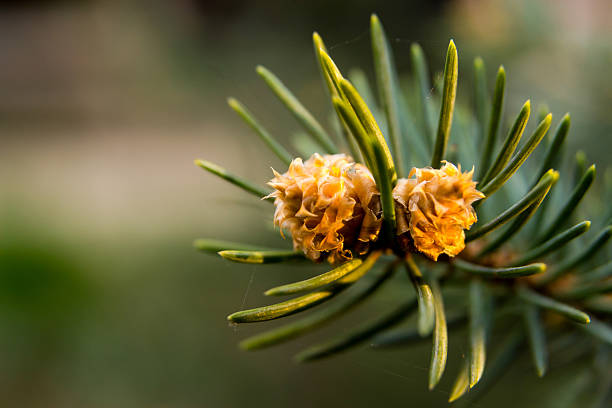 needles and cones stock photo