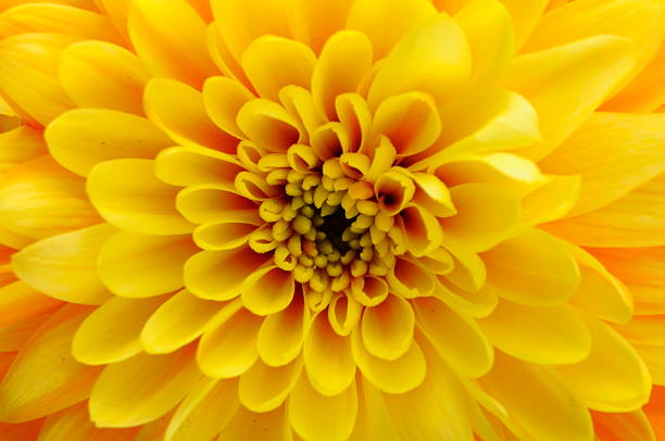 istock Macro of yellow flower aster 178854702