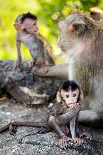 istock Baby monkey and Family 178854861