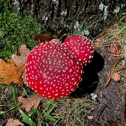 Red fly agaric close up