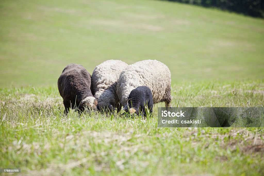 Cordeiros - Royalty-free Agricultura Foto de stock