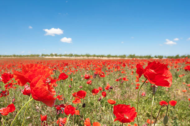 istock field of poppies 178855159