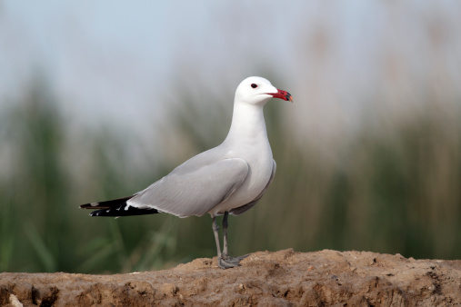 Audouin's gull, Larus audouinii, single bird on beach, Western Spain, April 2010