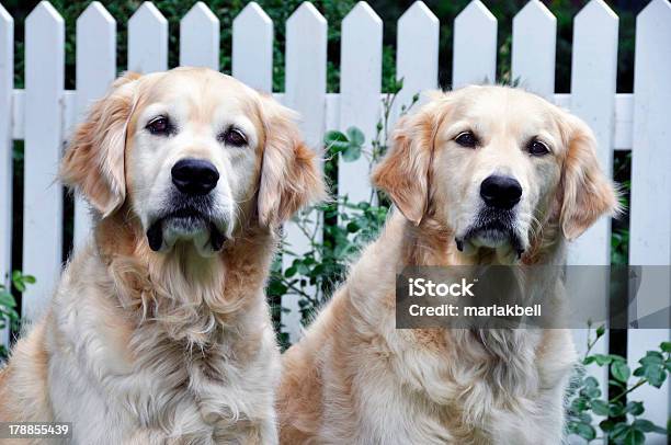 Golden Retiever Par Foto de stock y más banco de imágenes de Animal - Animal, Cachorro - Perro, Canino - Animal