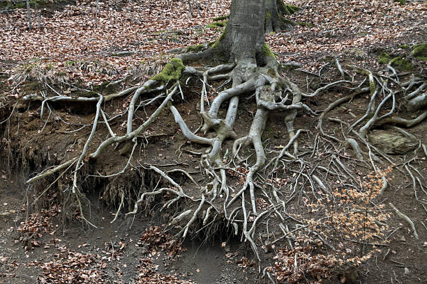 Talus Tree Scope 440+ Talus Slope Stock Photos, Pictures & Royalty-Free Images - iStock