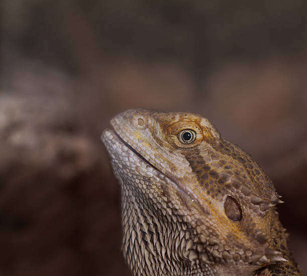 istock Close-up of Bearded dragons eye (Pogona vitticeps) 178855635