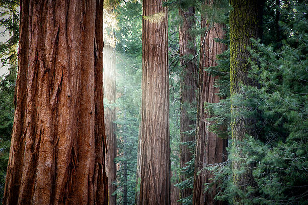 giant sequoias no início da manhã leve - ancient tree usa california - fotografias e filmes do acervo