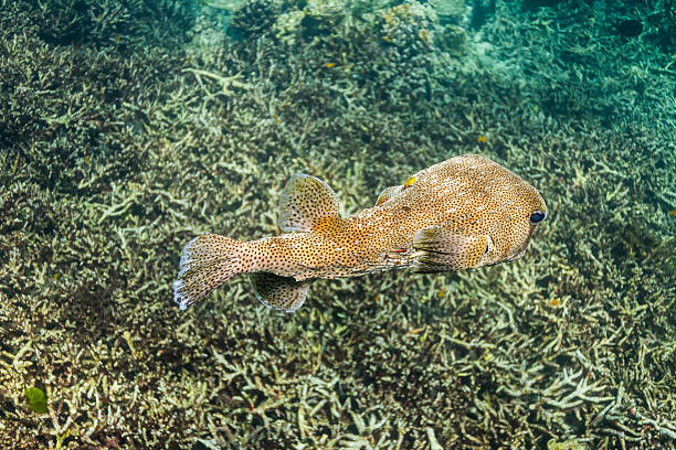 spotfin porcupinefish isola di surin - porcupinefish foto e immagini stock
