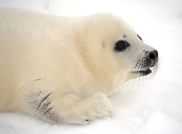 istock Baby harp seal pup 178856047