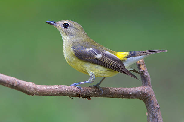 istock Bird of Thailand 178856123
