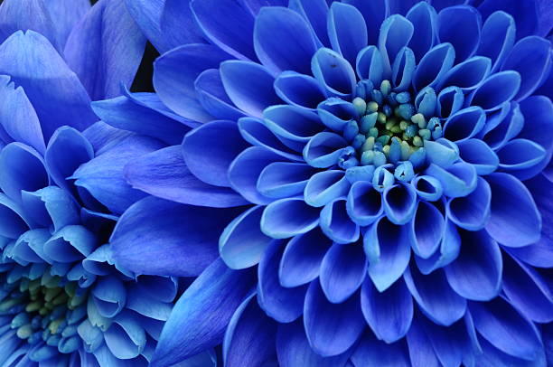 istock Close up of blue flower : 178856168