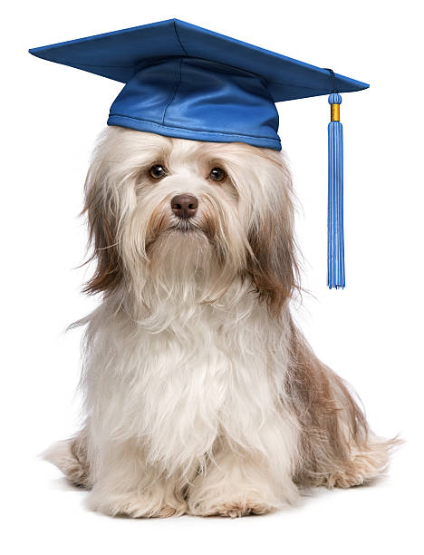 süße hervorragenden abschlussfeier havaneser hund wit blauen cap - dog graduation hat school stock-fotos und bilder