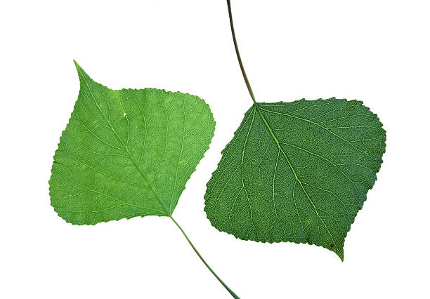 poplar leaves stock photo