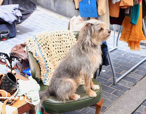 Dog in the market