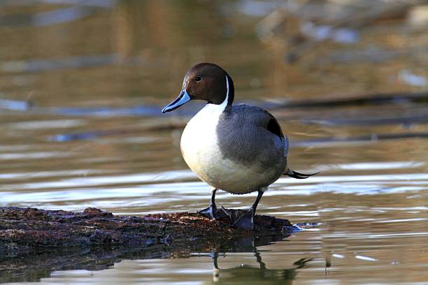 istock Male Northern Pintail 178856423