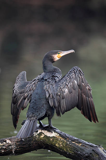 istock Cormorant, Phalacrocorax carbo 178856556