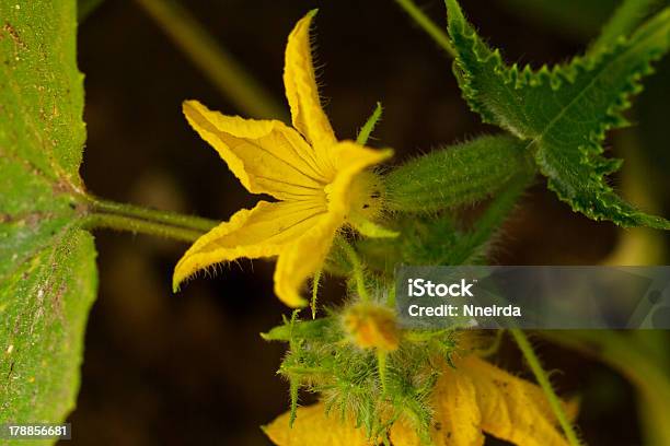 Flor De Pepino - Fotografias de stock e mais imagens de Agricultura - Agricultura, Alimentação Saudável, Amarelo